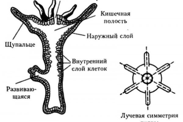 Как зайти в кракен